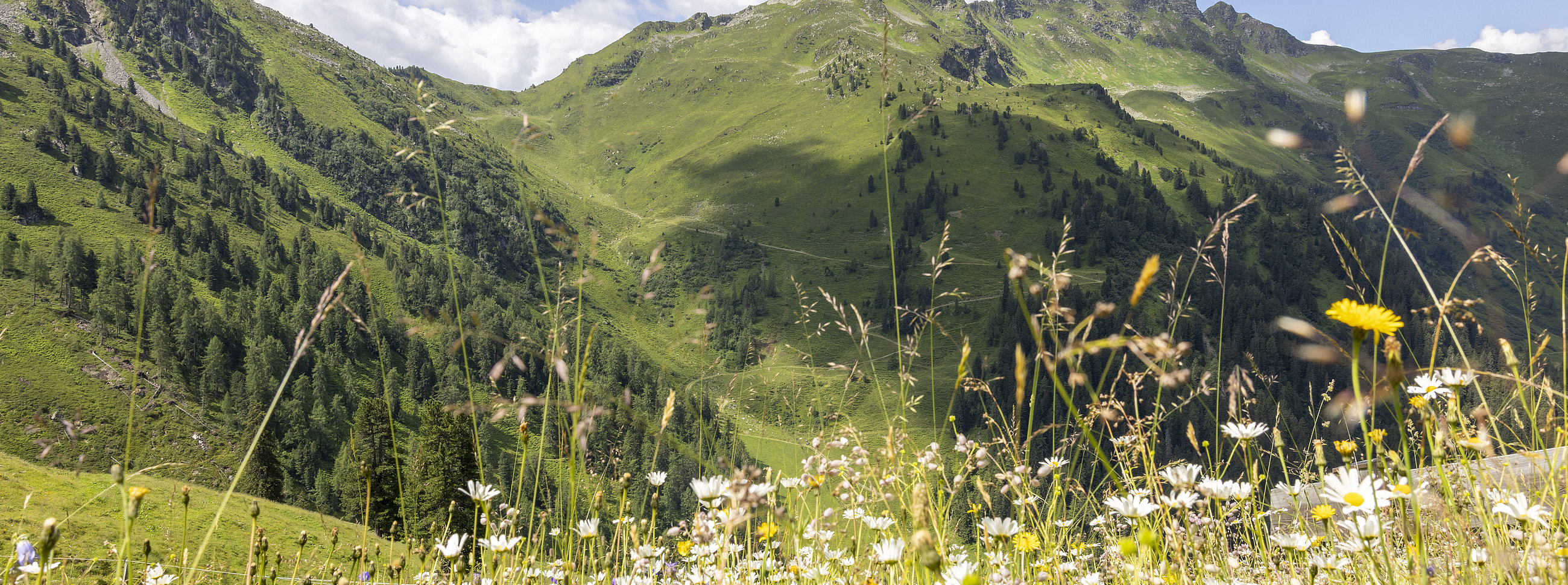 Blumenwiese mit Ausblick auf die Bergwelt